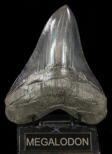 Serrated, Megalodon Tooth - Collector Tooth #57184